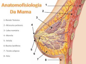 anantomia da mama, peitos após amamentar